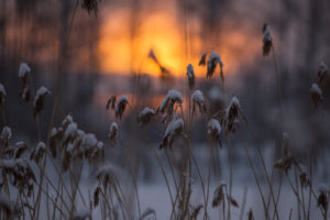 Snowy Reeds Against Winter Sunset Snowy Reeds Against Winter Sunset